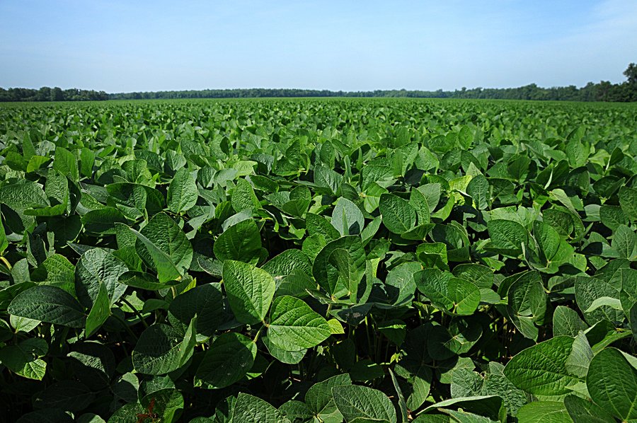 LAND AUCTION - 81.54+/- ACRES OFFERED IN 3 TRACTS IN SOUTHEAST LAGRANGE CO., INDIANA